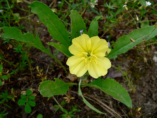 {Oenothera triloba}